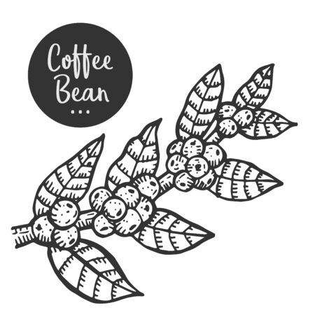 Hand drawn illustration of Coffee.のイラスト素材