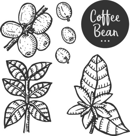 Hand drawn illustration of Coffee.のイラスト素材