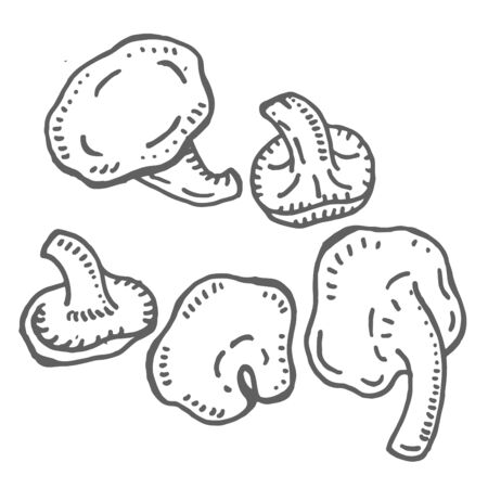 Hand drawn illustration of Mushroom.のイラスト素材