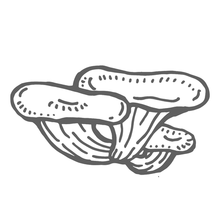 Hand drawn illustration of Mushroom.のイラスト素材