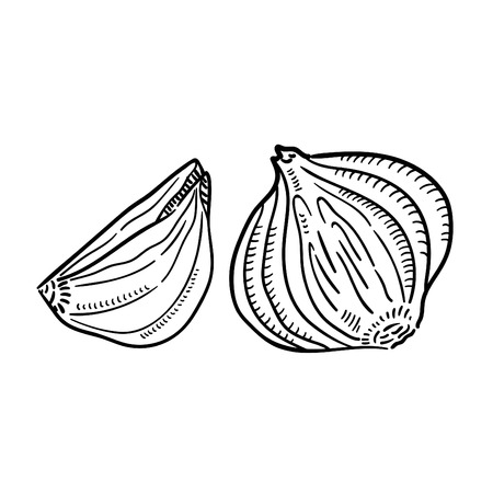 Hand drawn illustration of onion.のイラスト素材