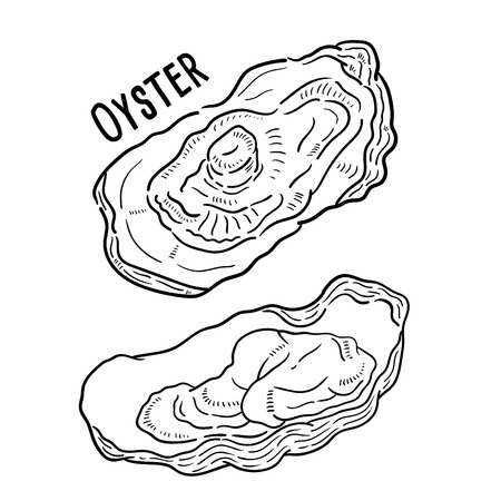 Hand drawn illustration of Oyster.のイラスト素材