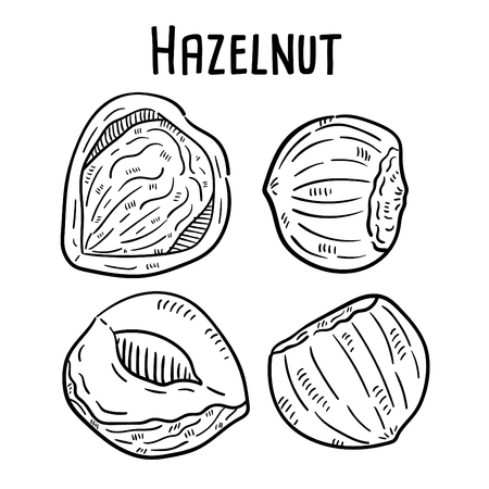 Hand drawn illustration of Hazelnut.のイラスト素材