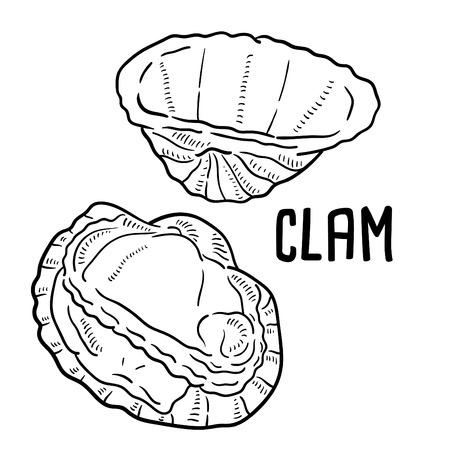 Hand drawn illustration of Clam.のイラスト素材