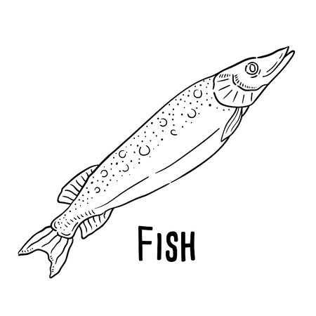 Hand drawn illustration of Fish.のイラスト素材