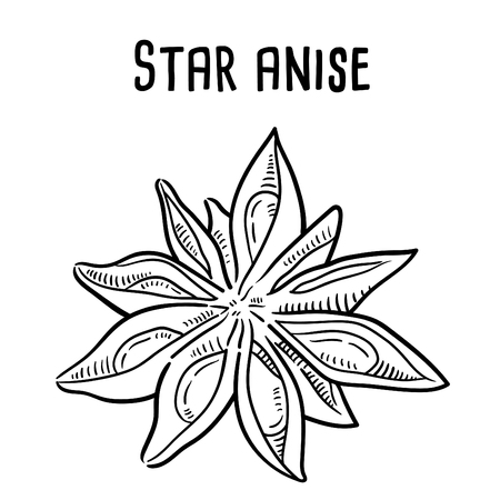 Hand drawn illustration of Star anise.のイラスト素材