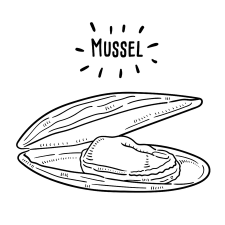 Hand drawn illustration of Mussel.のイラスト素材