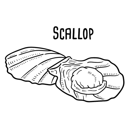Hand drawn illustration of Scallop.のイラスト素材