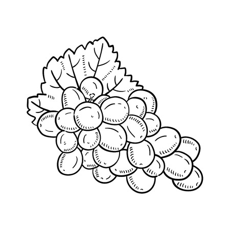 Hand drawn illustration of grape.のイラスト素材