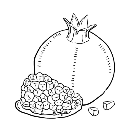 Hand drawn illustration of Pomegranate.のイラスト素材