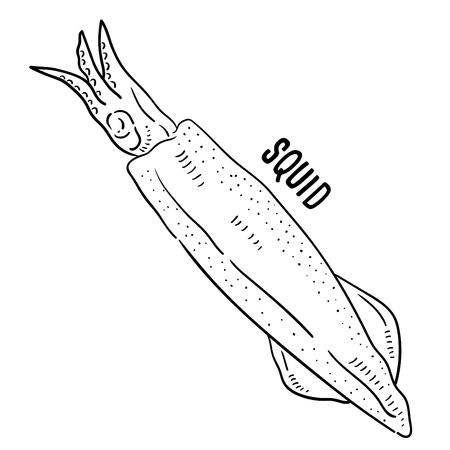 Hand drawn illustration of Squid.のイラスト素材