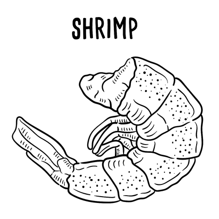 Hand drawn illustration of shrimp.のイラスト素材