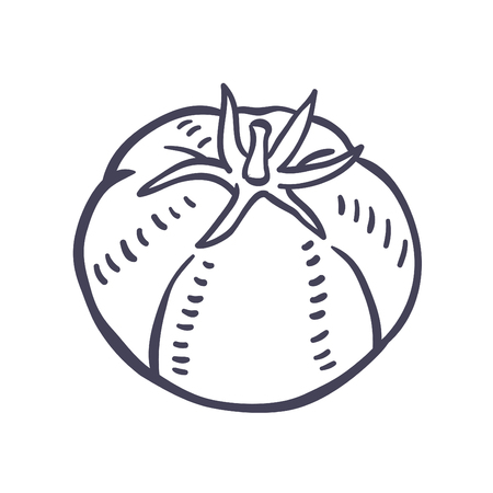 Hand drawn illustration of Tomato.のイラスト素材