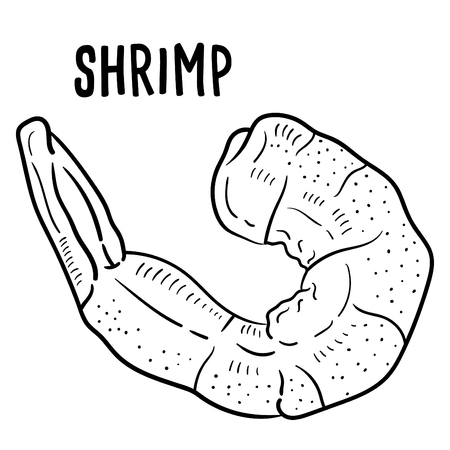 Hand drawn illustration of shrimp.のイラスト素材