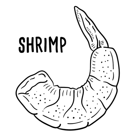 Hand drawn illustration of shrimp.のイラスト素材