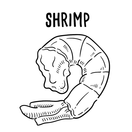 Hand drawn illustration of shrimp.のイラスト素材