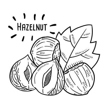 Hand drawn illustration of Hazelnut.のイラスト素材
