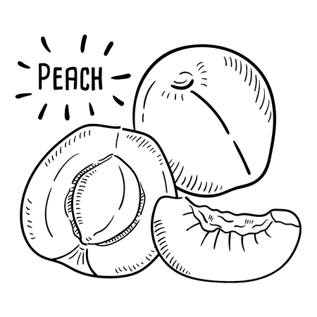 Hand drawn illustration of Peach.のイラスト素材
