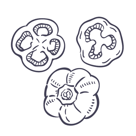 Hand drawn illustration of Bell pepper.のイラスト素材