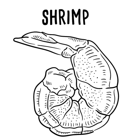 Hand drawn illustration of shrimp.のイラスト素材