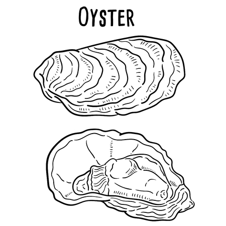 Hand drawn illustration of Oyster.のイラスト素材