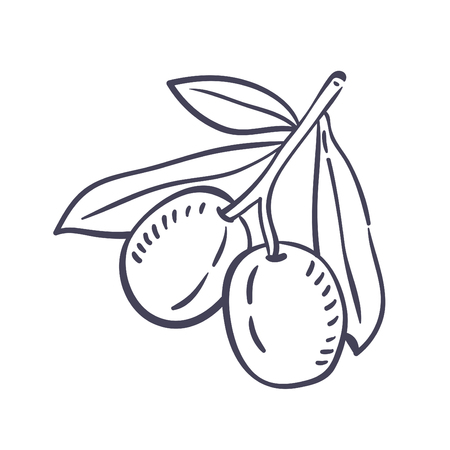 Hand drawn illustration of Olive.のイラスト素材