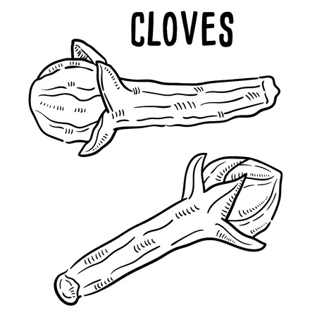 Hand drawn illustration of Cloves.のイラスト素材