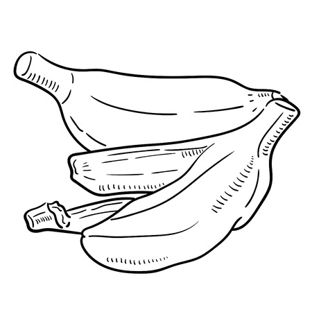 Hand drawn illustration of Banana.のイラスト素材