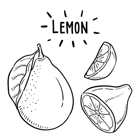 Hand drawn illustration of Lemon.のイラスト素材