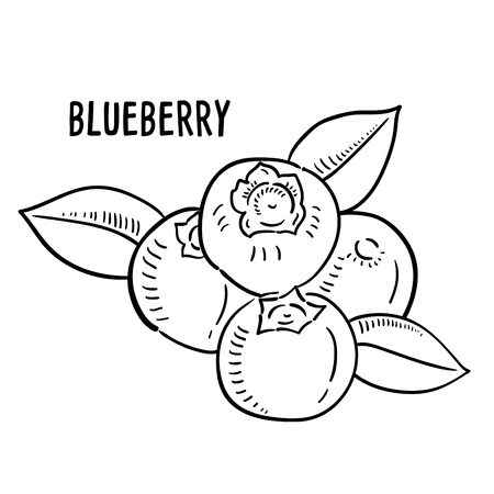 Hand drawn illustration of Blueberry.のイラスト素材