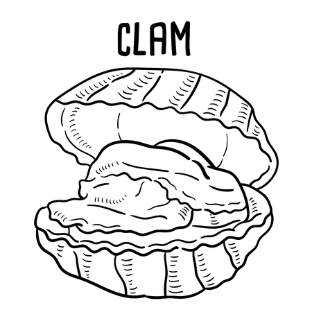 Hand drawn illustration of Clam.のイラスト素材