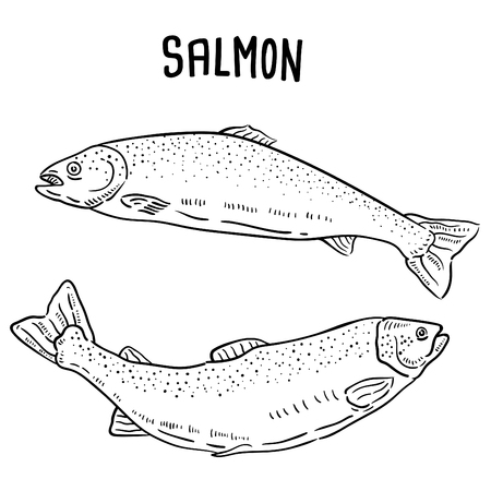 Hand drawn illustration of Salmon.のイラスト素材