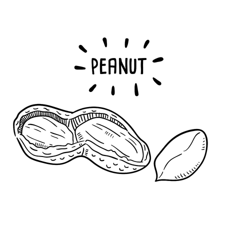 Hand drawn illustration of Peanut.のイラスト素材
