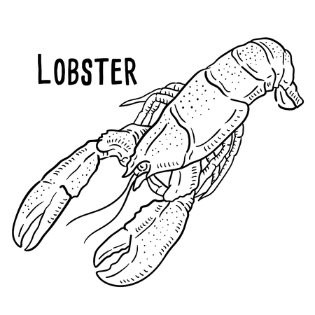 Hand drawn illustration of Lobster.のイラスト素材