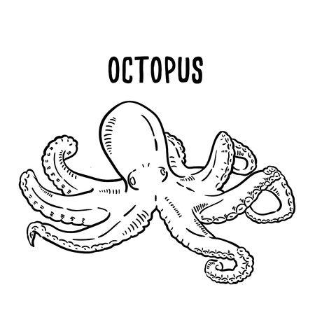 Hand drawn illustration of Octopus.のイラスト素材