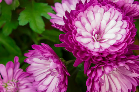 chrysanthemums violet