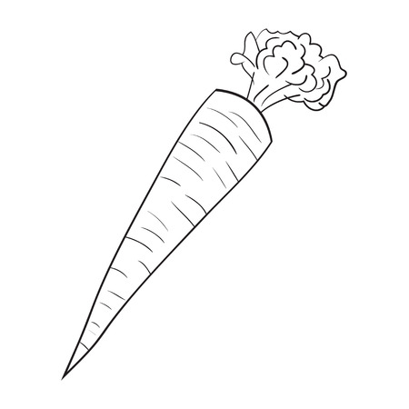 Illustration of Isolated Cartoon Carrot. Vector EPS 8.のイラスト素材