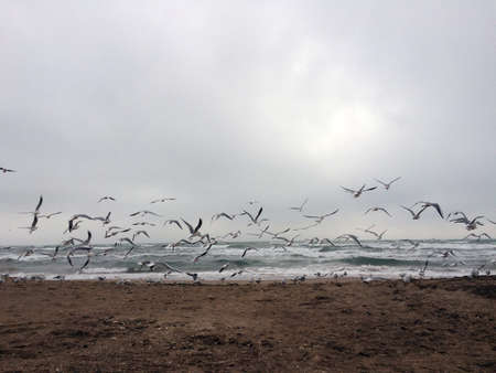 seagulls flying on the beach in a crowdの写真素材