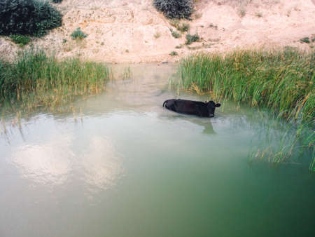 black cow half in water