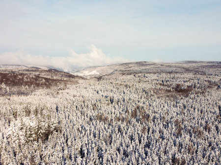 Fairy winter landscape with fir trees and snowfall. Christmas greetings conceptの写真素材
