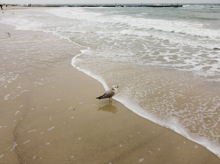 Beautiful golden sunlight illuminating a beach full of seagulls and seabirdsの写真素材