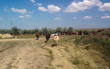 Deserted country road through the meadows, a grazing herd of cows in the fieldの写真素材