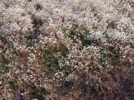 stunning view of vibrant and colorful reeds in full bloomの写真素材