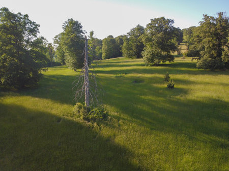 Small meadow, with wild plants, and old trees, next to the mainの写真素材