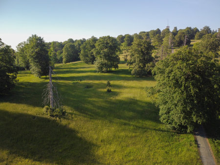 Small meadow, with wild plants, and old trees, next to the mainの写真素材