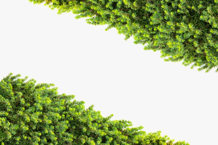 Frame of pine isolated on white background for Christmas cards and congratulationsの写真素材