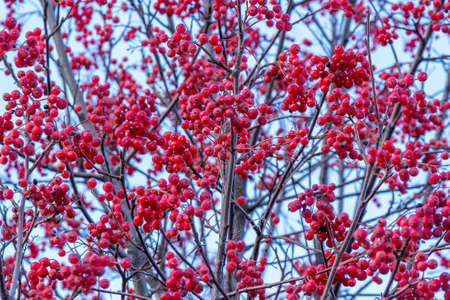 Bright Red Rowan berries on a tree having no leafs