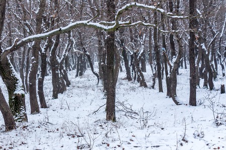 Dark silhouettes of trees covered with white snow-covered park