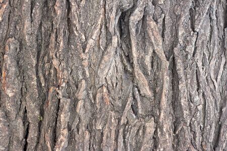 Background of the tree bark as background and textureの写真素材