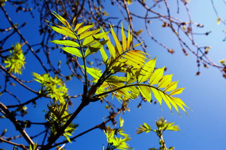A young leaf of a tree blossoming in the spring morning under the suns raysの写真素材